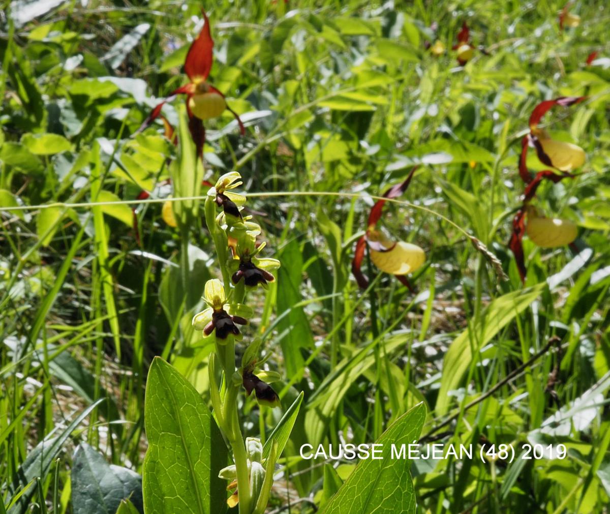 Orchid, Early Fly plant